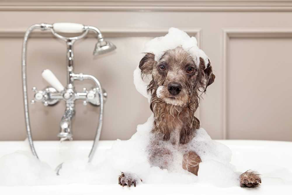 A dog in a bathtub